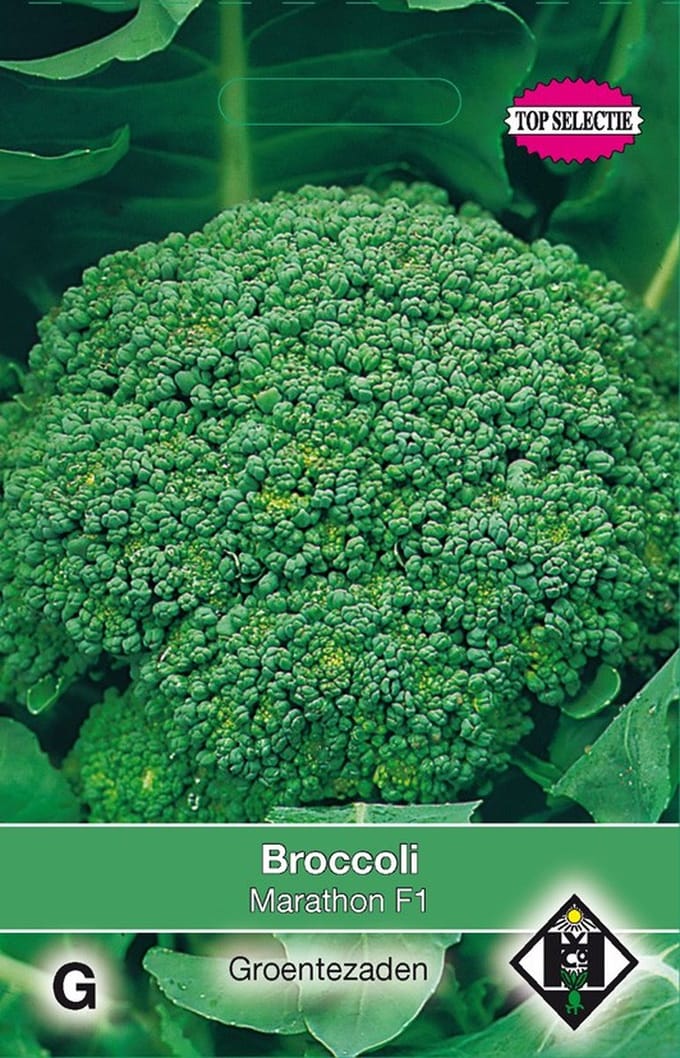 2 stuks Broccoli Marathon F1Van Hemert & Co