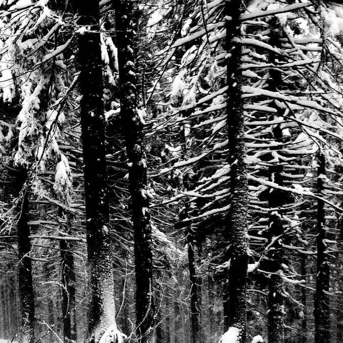 Moloch - Abstrakter Wald (CD)