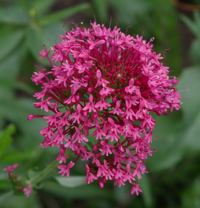 Spornbloem (Centranthus ruber) - Coccineus – Spoorbloem - Vaste planten - bloeit in Juni / Juli / Augustus