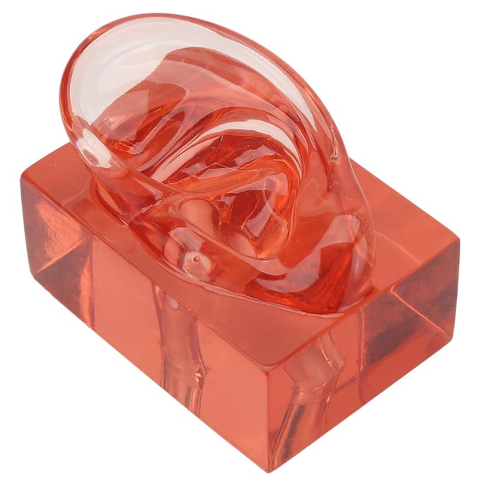 Rechter Oor Model Transparant Rood Acryl Stevig Waterdicht Hoge Simulatie Oor Display Model red