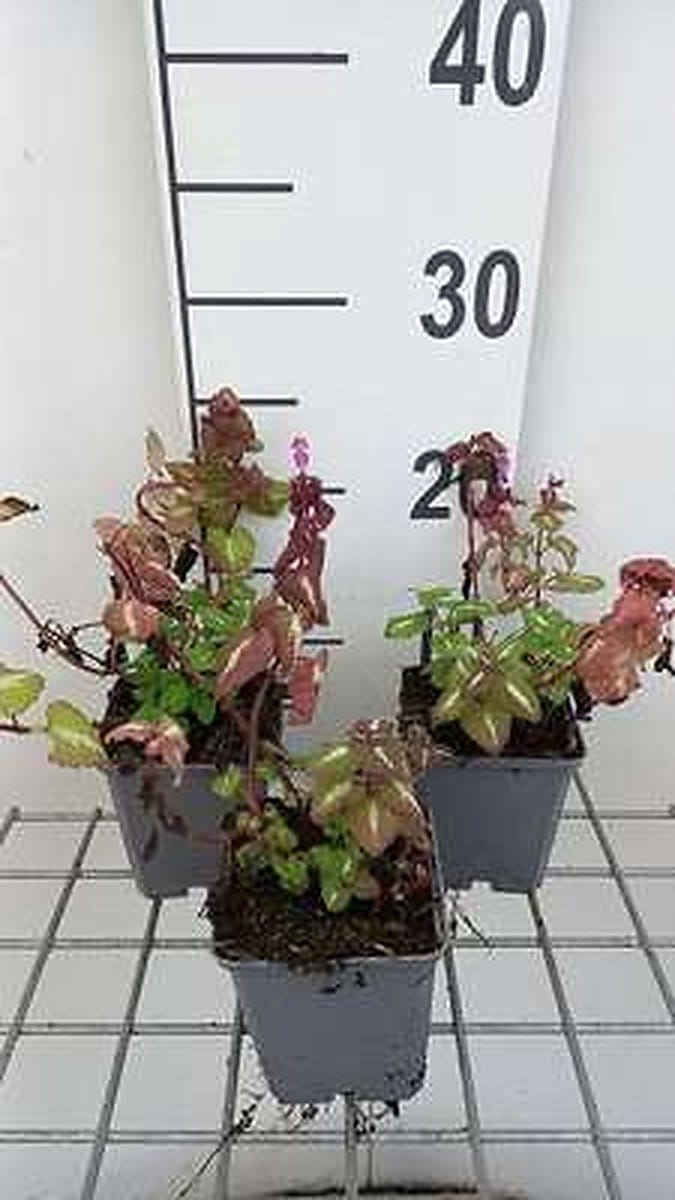 6x Dovenetel - Lamium mac. 'Chequers' | 9x9 cm pot