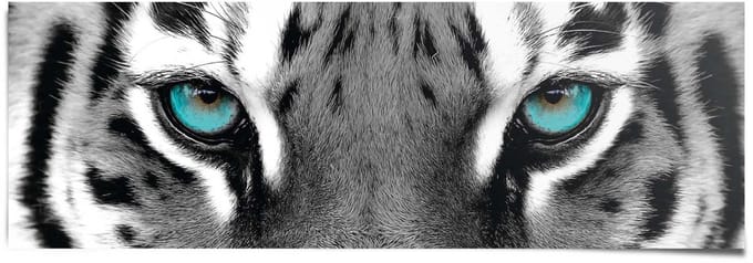Poster Siberische Tijger - 53 x 158 - Papier - REINDERS