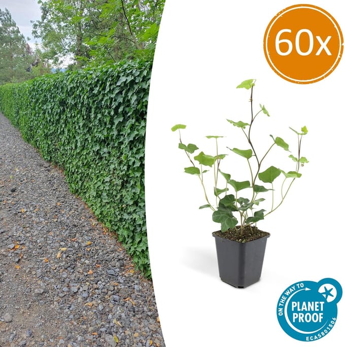 60 Stuks Klimop, Compacte Haag, Groen, Hedera Hibernica - 10-25cm - Ø9cm