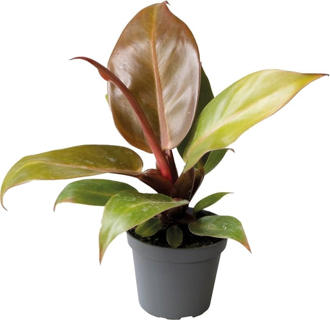 Philodendron Cherry Red - Terrariumplant