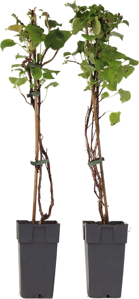 Plant in a Box - Hydrangea anomala Petiolaris - Set van 2 - Klimhortensia - ⌀15cm - Hoogte 60-70cm