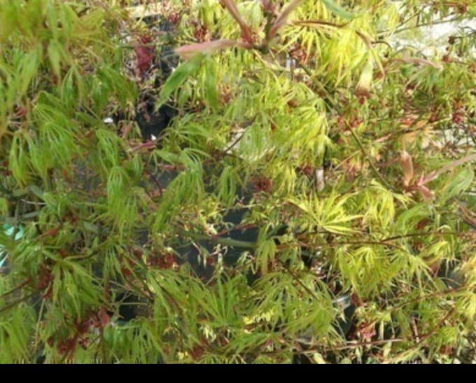 Acer palm. 'Dissectum' - Japanse Esdoorn 40- 50 cm in pot