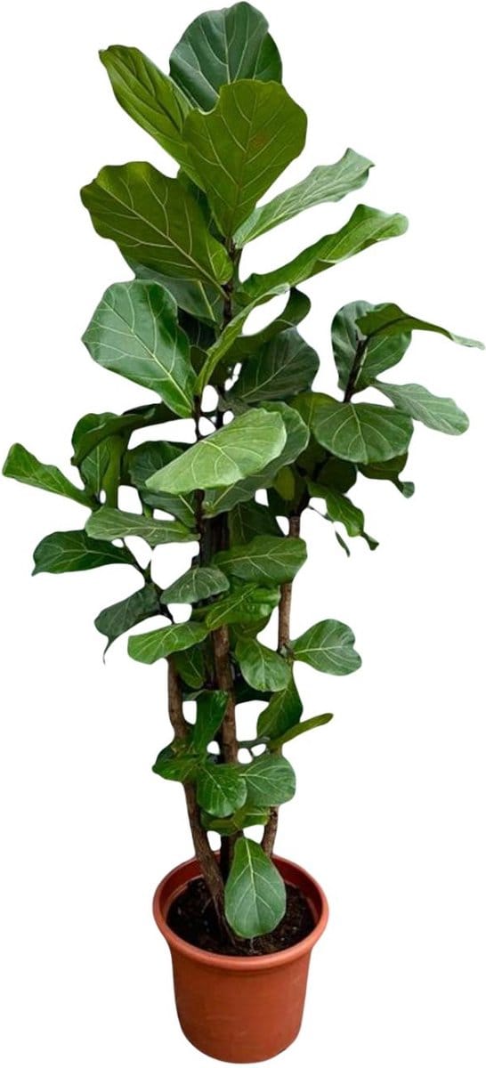 Green Harmony | Ficus Lyrata vertakt XXL - 230cm - ø40