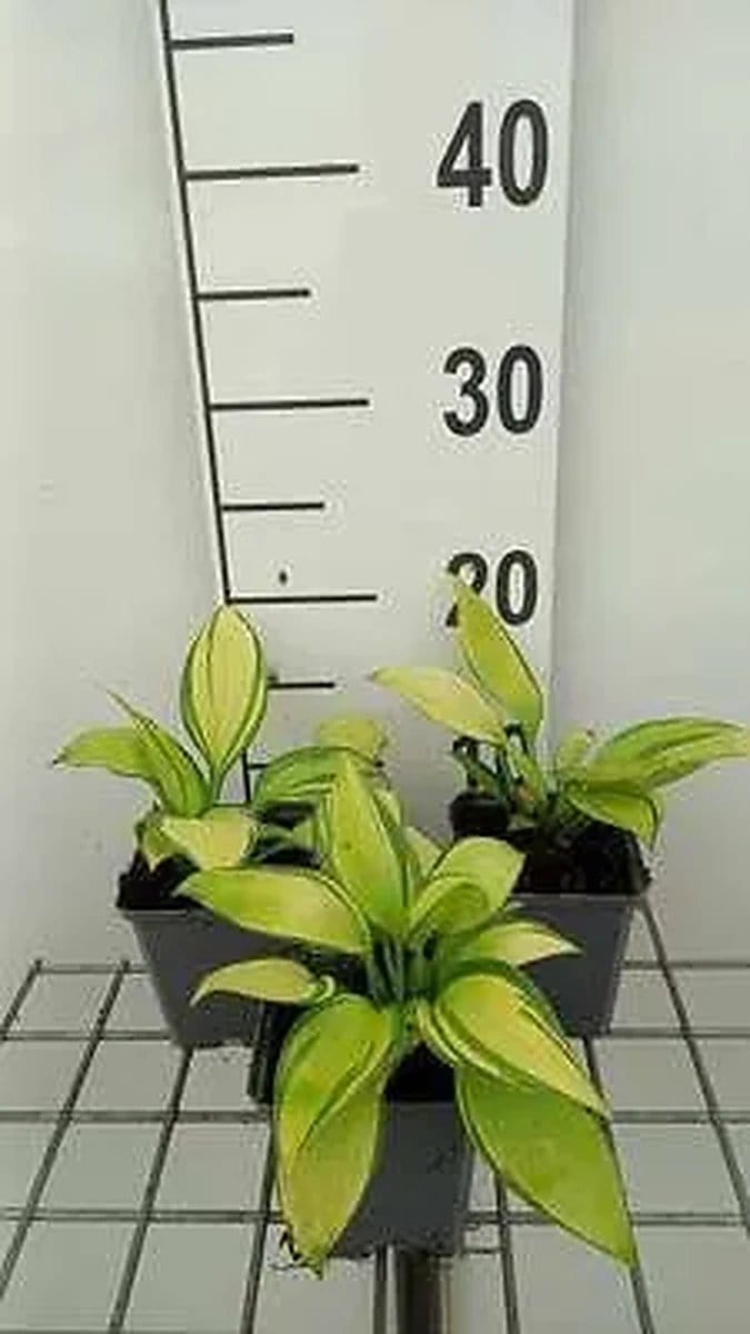 6x Funkiain - Hosta hybr. 'June' | pot de 9 x 9 cm