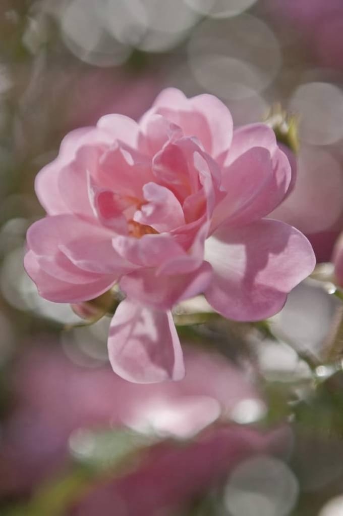 Fotobehang - Bouquet - Bloemen behang- roze- Bloemen