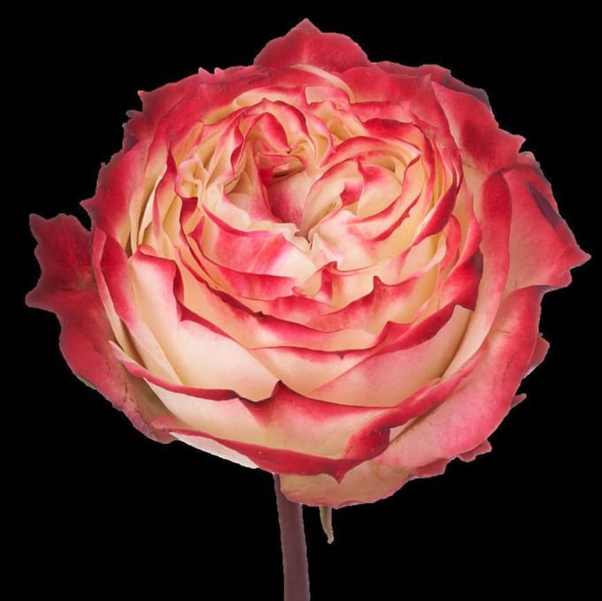 25x Rosa apple jack 50cm