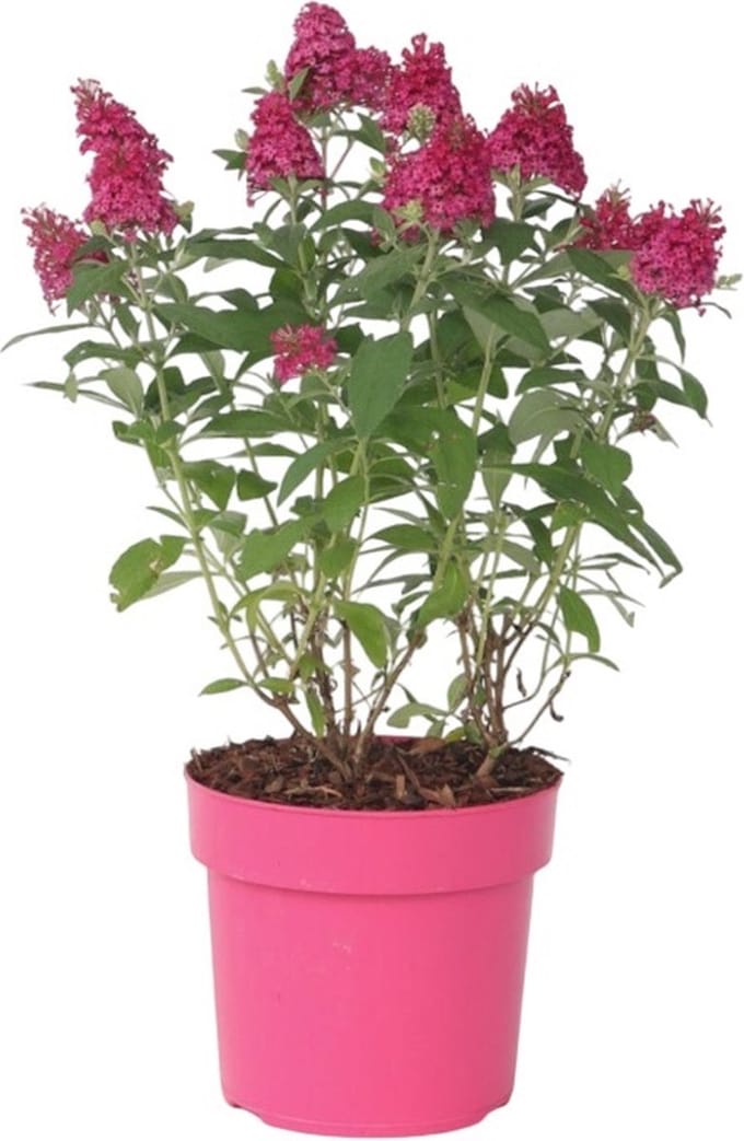 Plant in a Box - Buddleja Candy Little Ruby - Buddleja davidii - Vlinderstruik Winterhard - Rode Bloemen - Pot 19cm - Hoogte 30-40cm