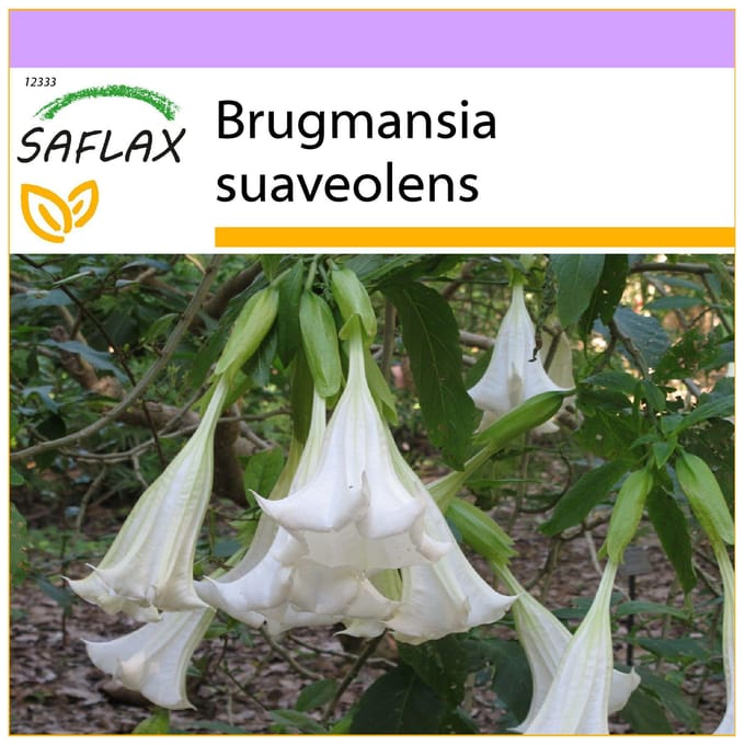 SAFLAX - Engelentrompet Wit - 10 zaden - Brugmansia suaveolens