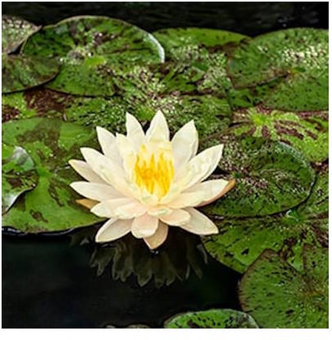 Moerings Nymphaea Texas Down | Waterlelie | In 3L Mand