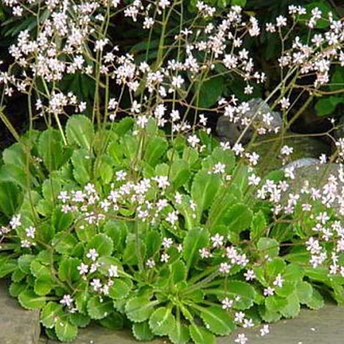 6 x Saxifraga Urbium - Schildersverdriet pot 9x9cm - Kalkminnende Bodembedekker