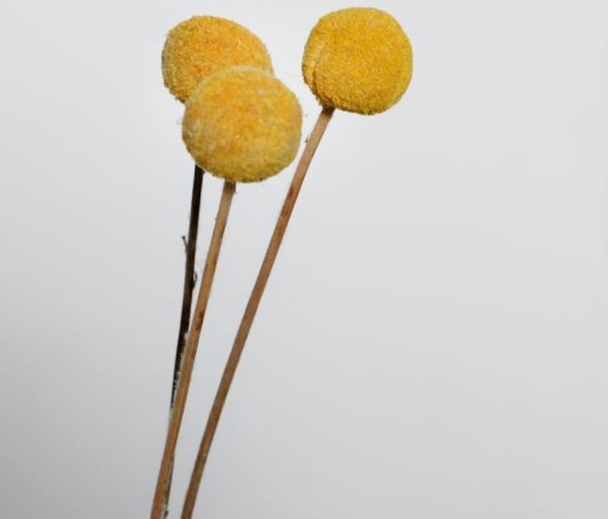 CRASPEDIA JAUNE PRÉSERVÉE H55CM DIA,2,5,3CM,20PCS