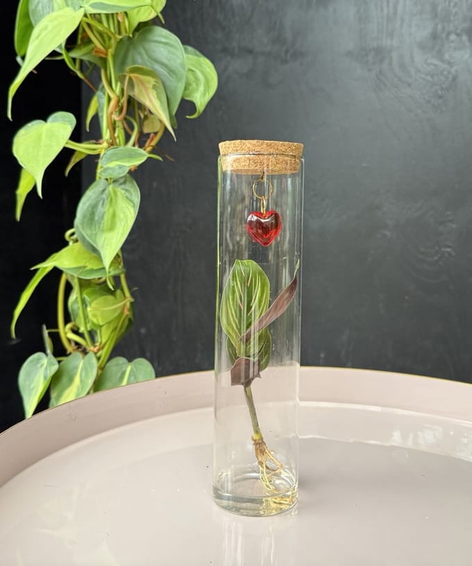 Intenz With Love | Hydroponie | Tubes | plant in glas | Calathea