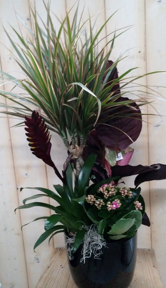 Warentuin natuurlijk - Calathea plantenbakje binnen