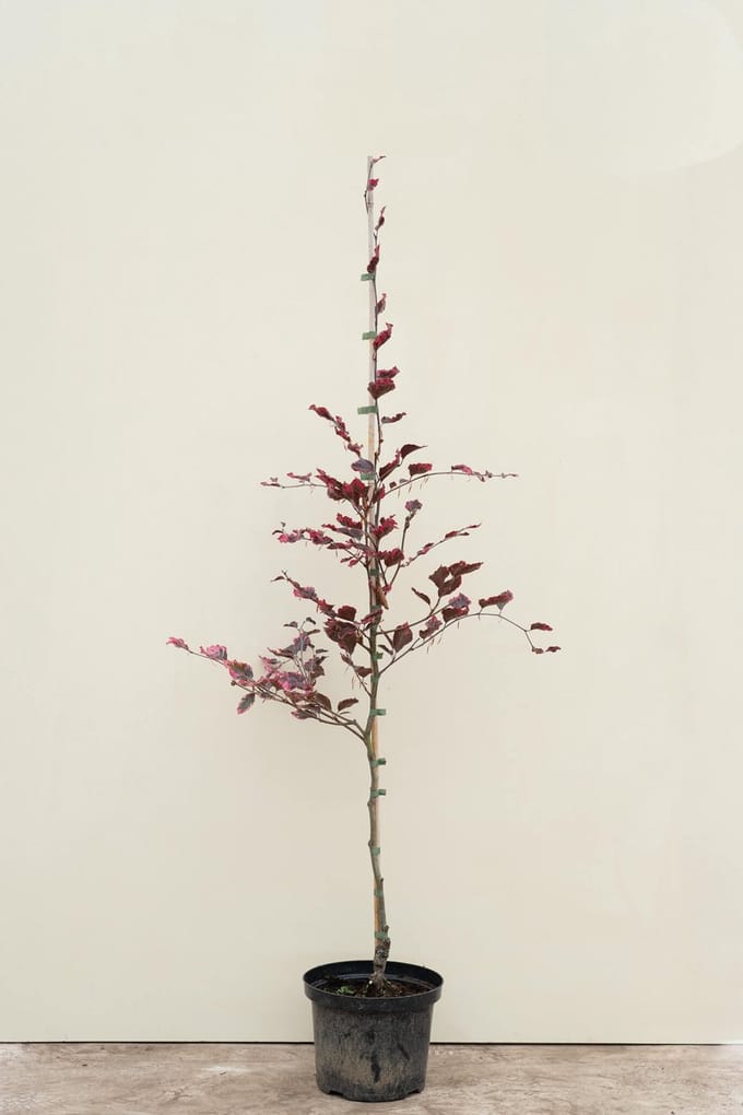 Jonge Driekleurige Beukenboom | Fagus sylvatica 'Tricolor' | 100-150cm hoogte
