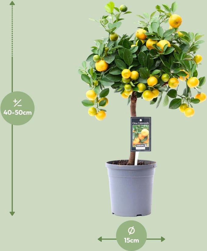 Citrus Calamondin - Ø15cm - 45cm