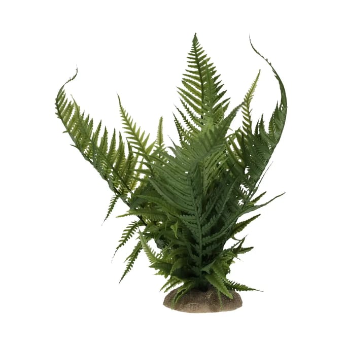 Decoratieve varen Terra Della
