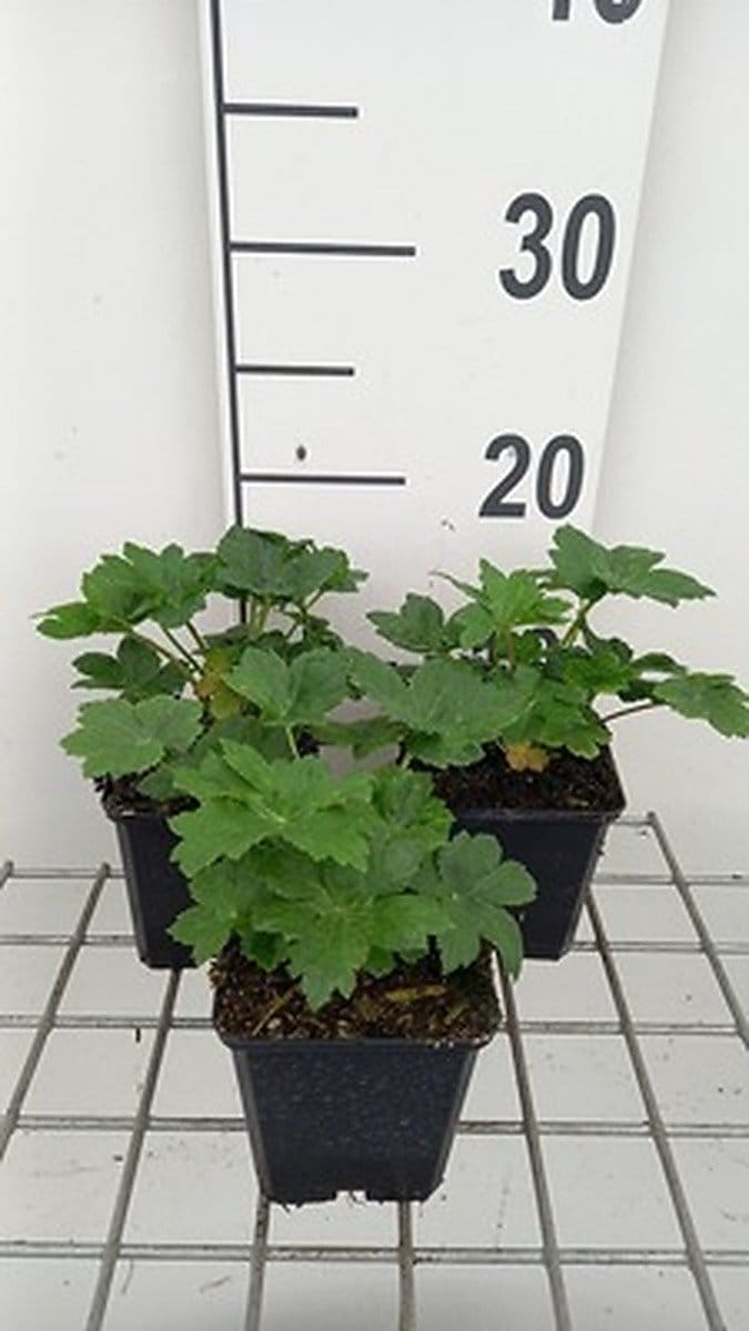 6x Zeeuws knoopje - Astrantia maj. 'Star of Billion'® | 9x9 cm pot