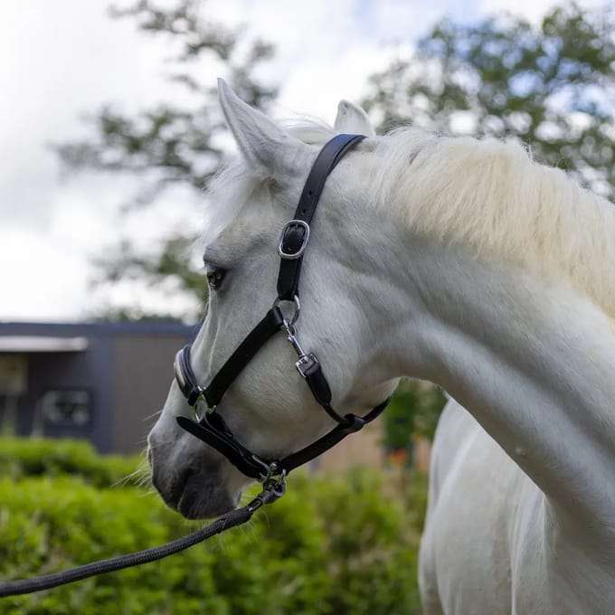 Halster voor paarden Canter Mylord