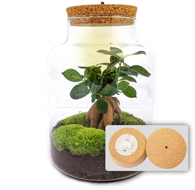 Milky Bonsai - DIY Terrarium Online | Florazo