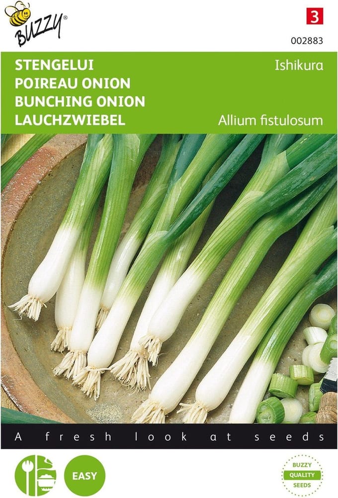 Stengelui Ishikura - Allium fistulosum