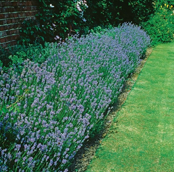 Lavandula a. Munstead - Set van 12 - Lavendel - Pot P9 - Paarse Bloem
