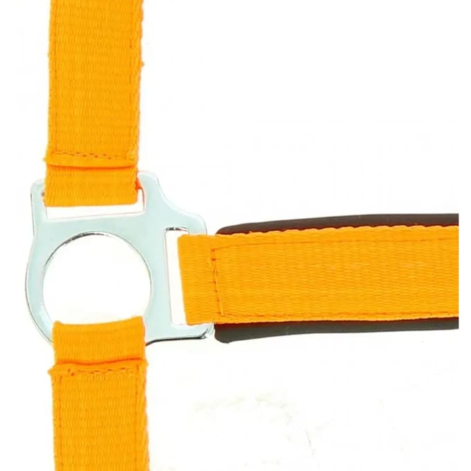Halster voor paarden Norton Fluo