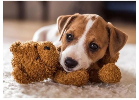 Ravensburger – Cuddly Buddies – Legpuzzel – 500 Stukjes