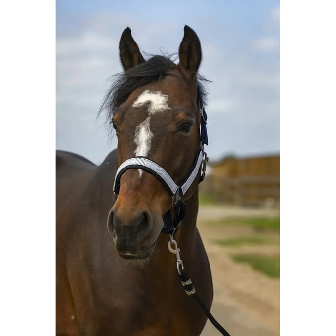 Nylon ruitjes halster Equithème