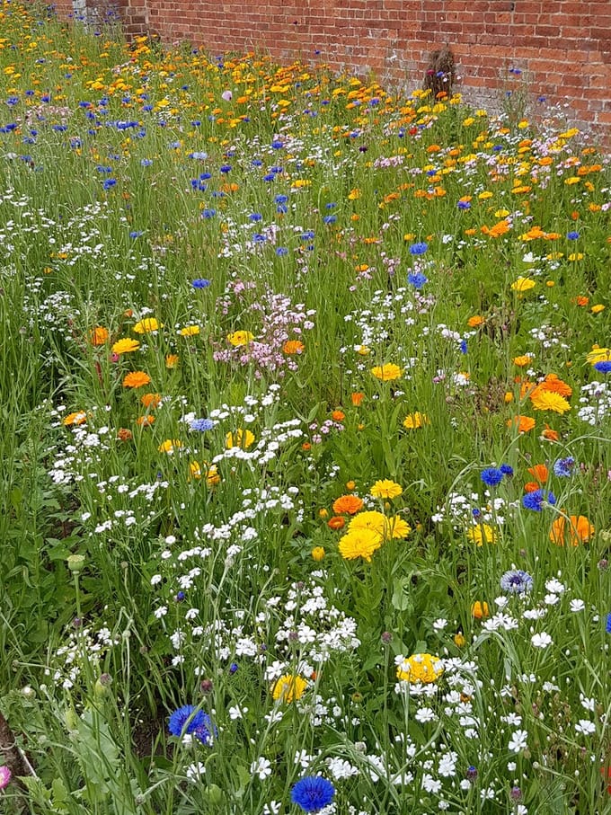 Veldbloemen Mini Wildbloem eenjarig 50 gram