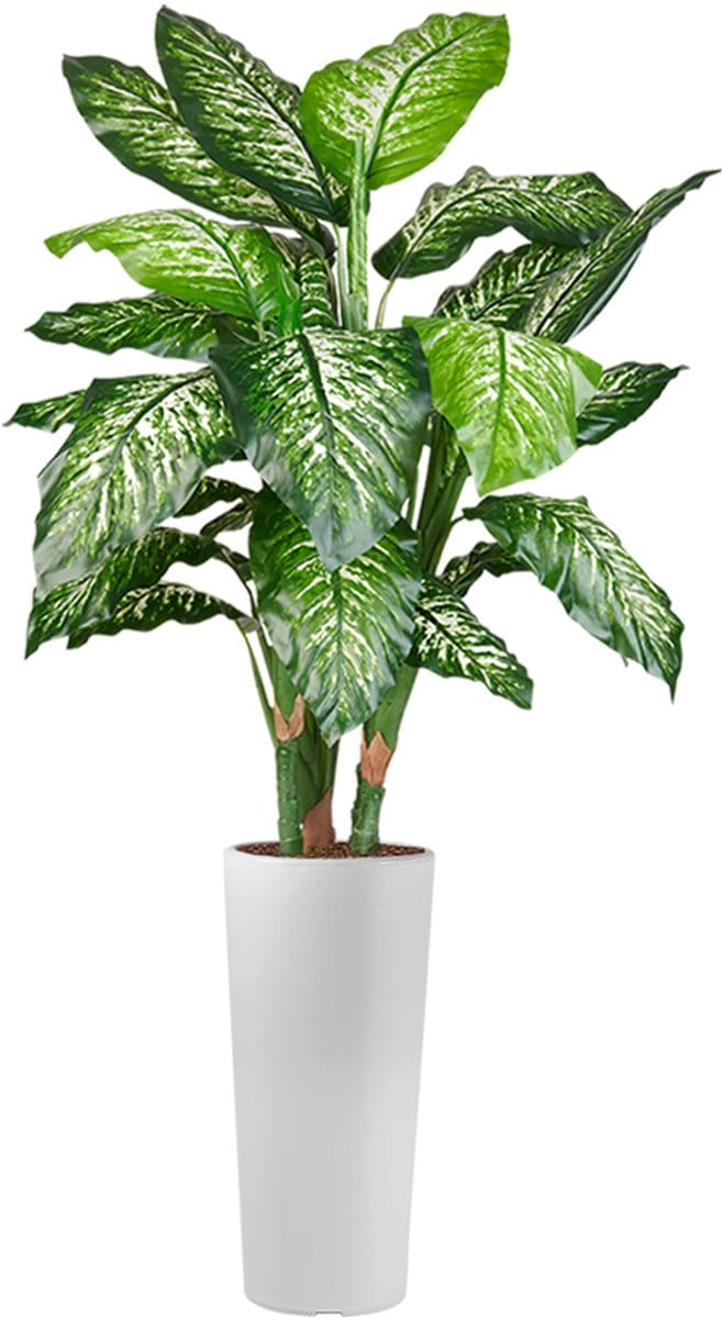 HTT - Kunstplant Dieffenbachia in Clou rond wit H175 cm