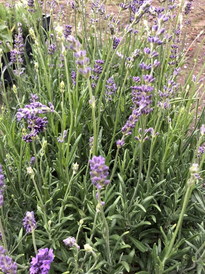 6x Lavandel - Lavandula angustifolia 'Munstead' | 9x9 cm pot