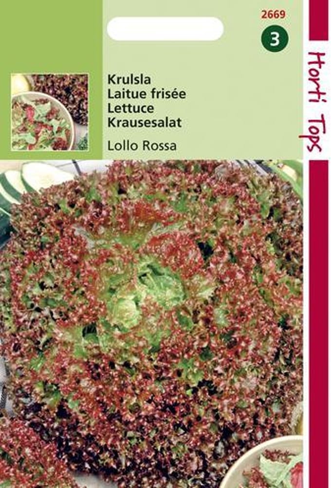 Hortitops Zaden - Krulsla Lollo Rossa