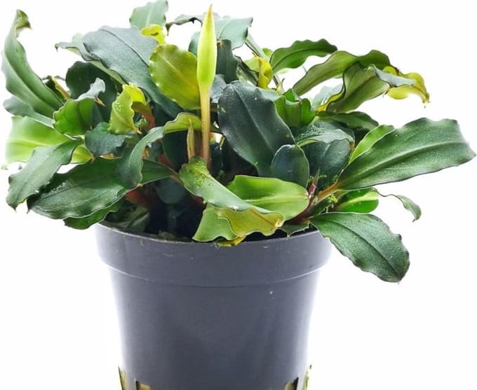 Bucephalandra Lamandau Mini Red