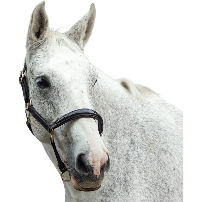Paardenhalster van leer Bridlery Eternity