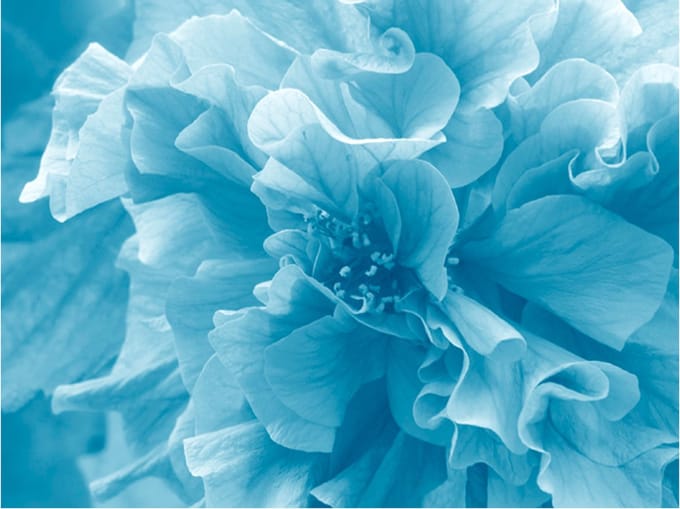 Fotobehang - Blue azalea.