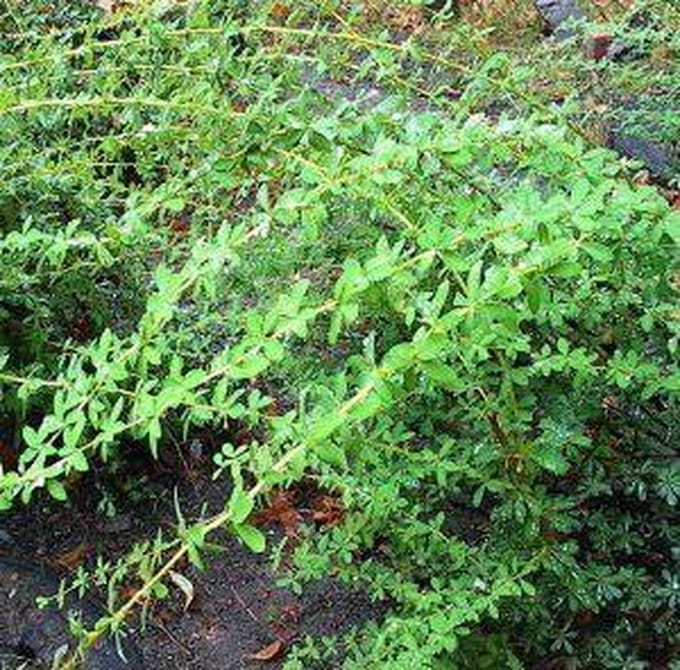 Berberis Thunbergii 'Green Carpet' - Zuurbes 25-30 cm in pot