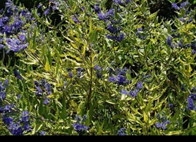 2 x Caryopteris cland. 'Worcester Gold' - Blauwe Spirea , Baardbloem, Herfstsering 30- 40 cm in pot