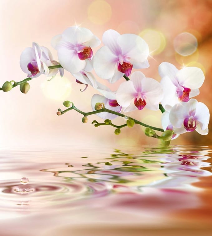 Fotobehang - White Orchid 225x250cm - Vliesbehang
