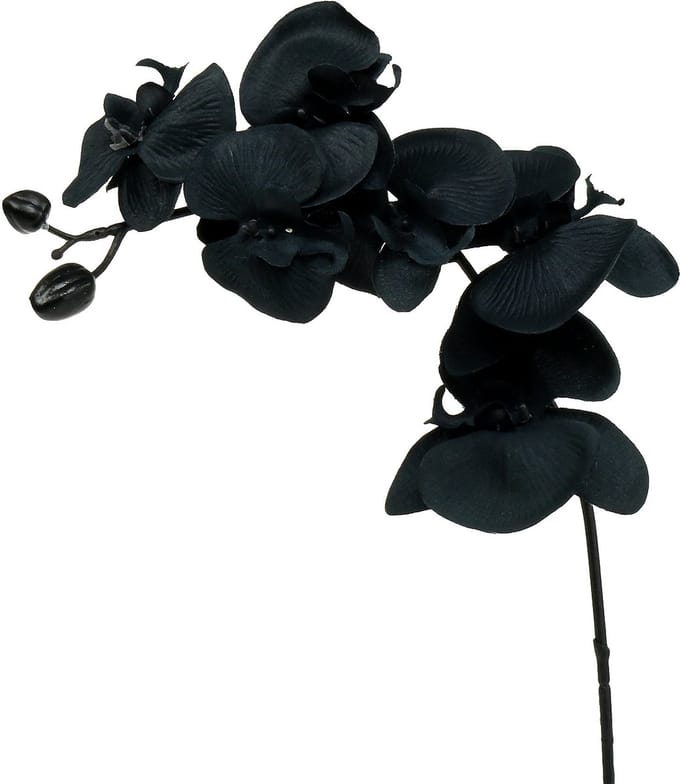 Orchidee ter decoratie Zwart 54cm