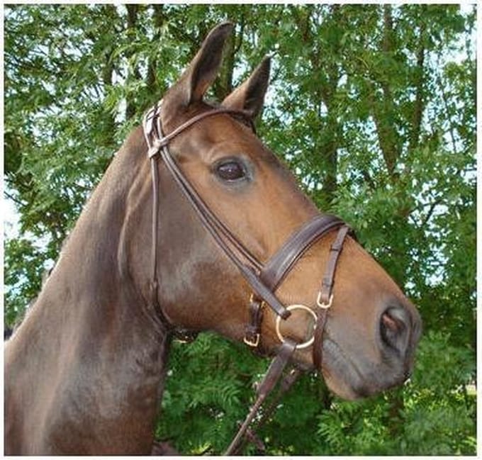 311GP HB Hoofdstel Turijn Gold Plated - Bruin - Cob