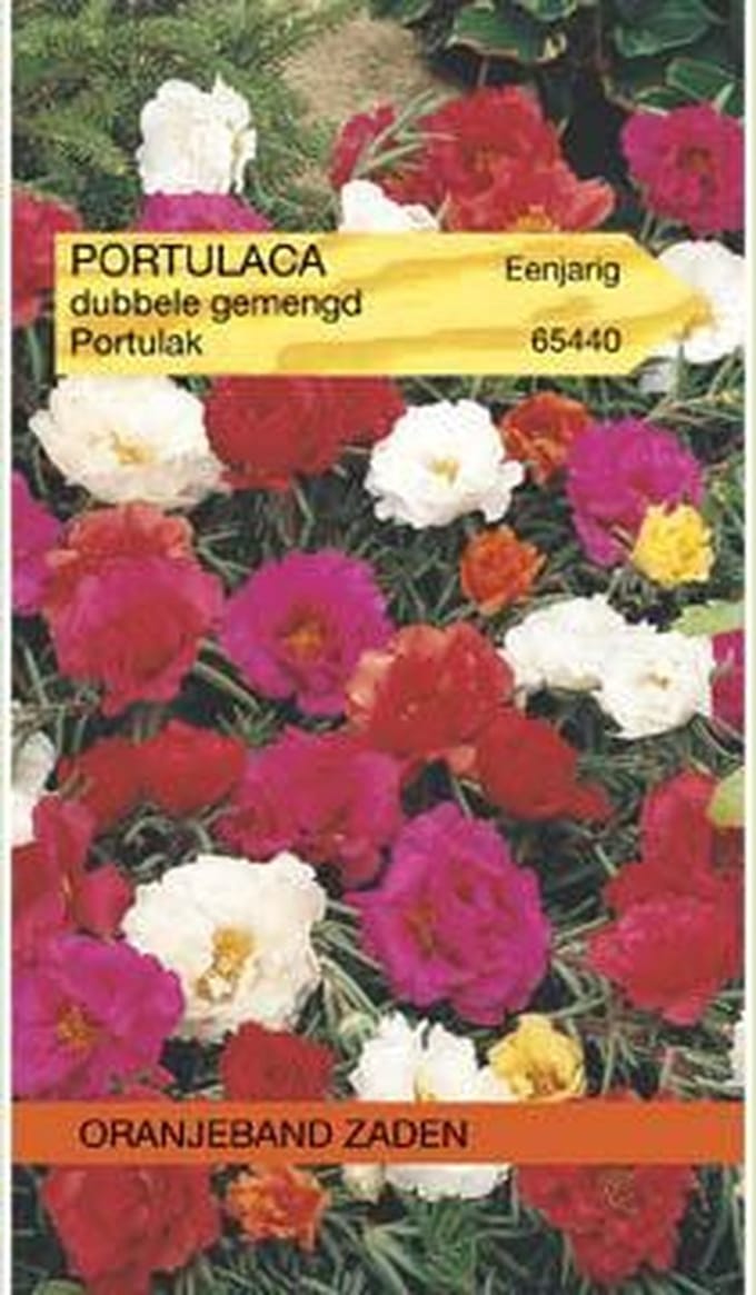 Portulaca, Portulak dubbelbloemig gemengd