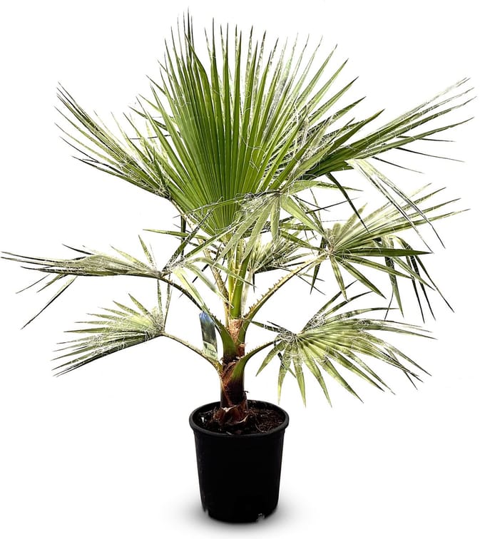 Sunny Tree - Palmboom - Washingtonia Robusta - Mexicaanse Waaijerpalm - 140 cm - Buitenplant