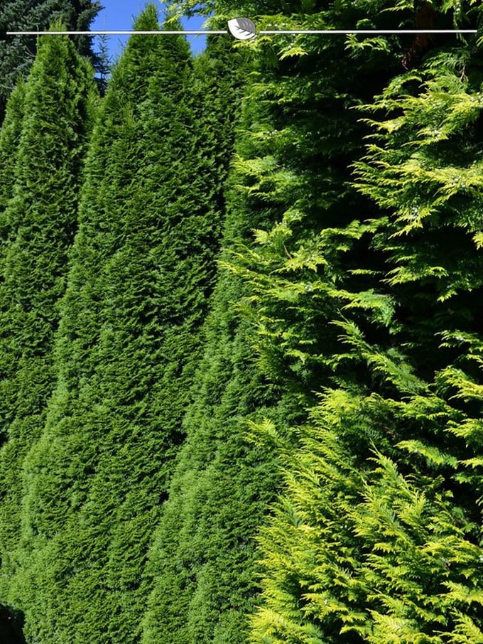 Westerse Levensboom Thuja Smaragd 180-200 cm, 7x Haagplant