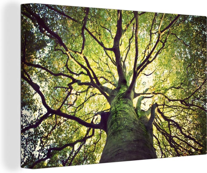 Canvas Schilderij De takken vol bladeren van de oude bomen - 120x80 cm - Wanddecoratie