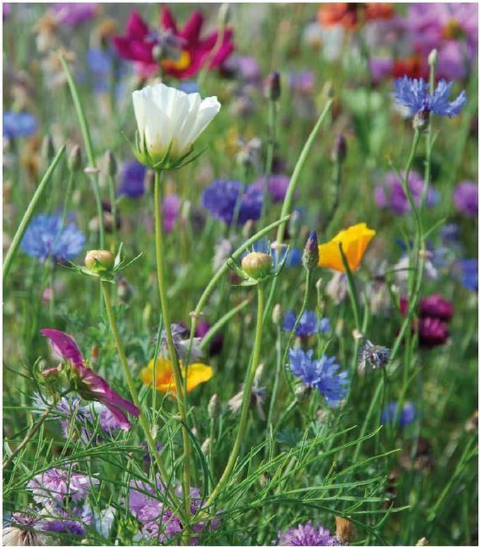 AURORA  - Veldbloemenmengsel Eenjarig  (wildbloemen) – Advanta – 100 gr