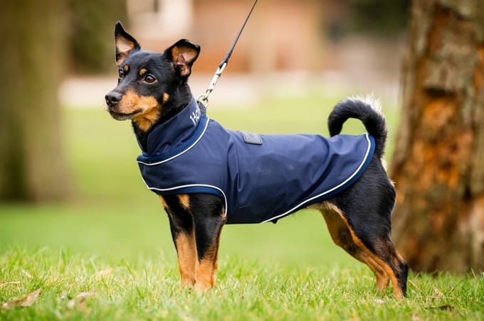 Regenjas voor honden Horseware Signature